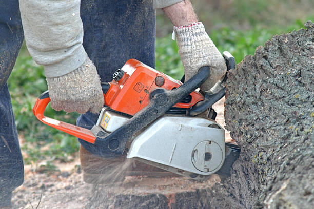 Best Palm Tree Trimming  in Flemington, NJ