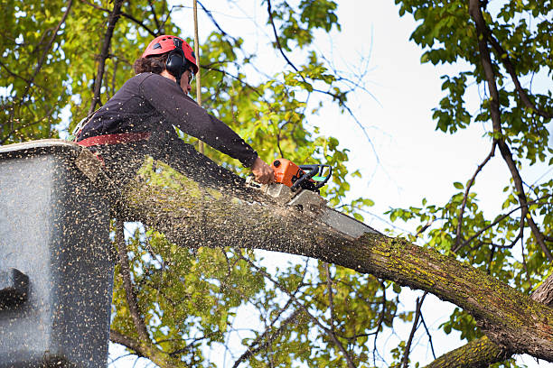 Best Grass Overseeding  in Flemington, NJ