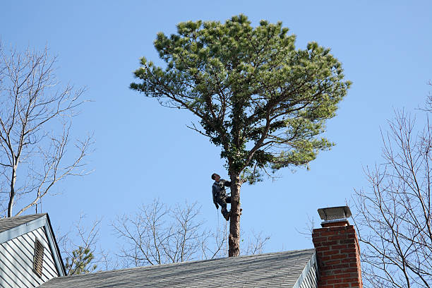 Best Fruit Tree Pruning  in Flemington, NJ